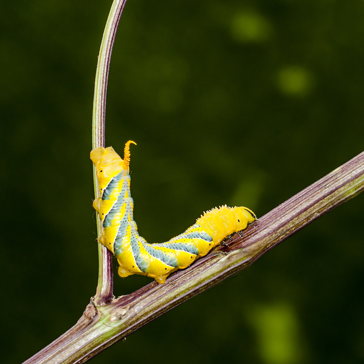 passaggio a 90 gradi