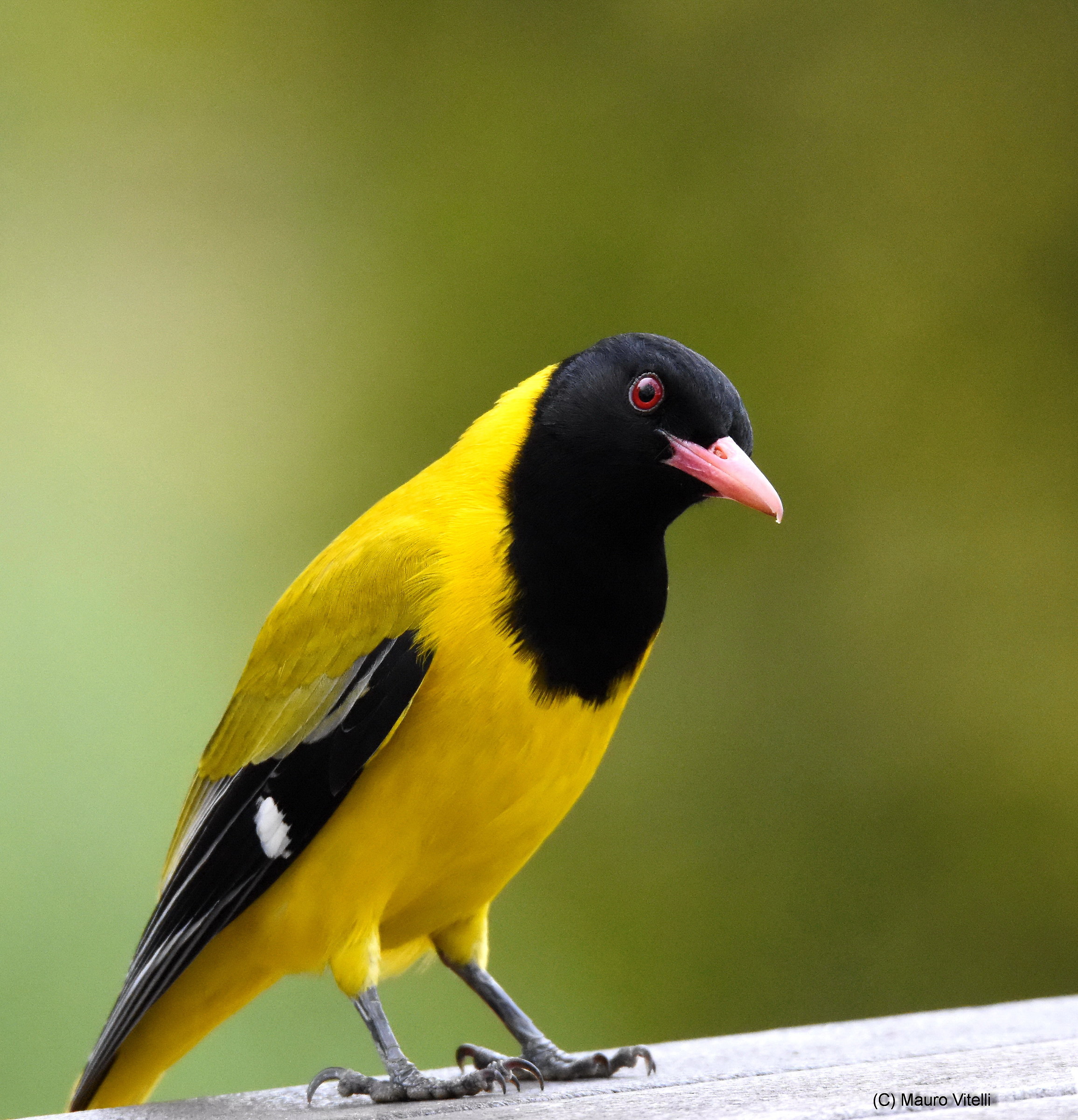 Black-Headed Oriole