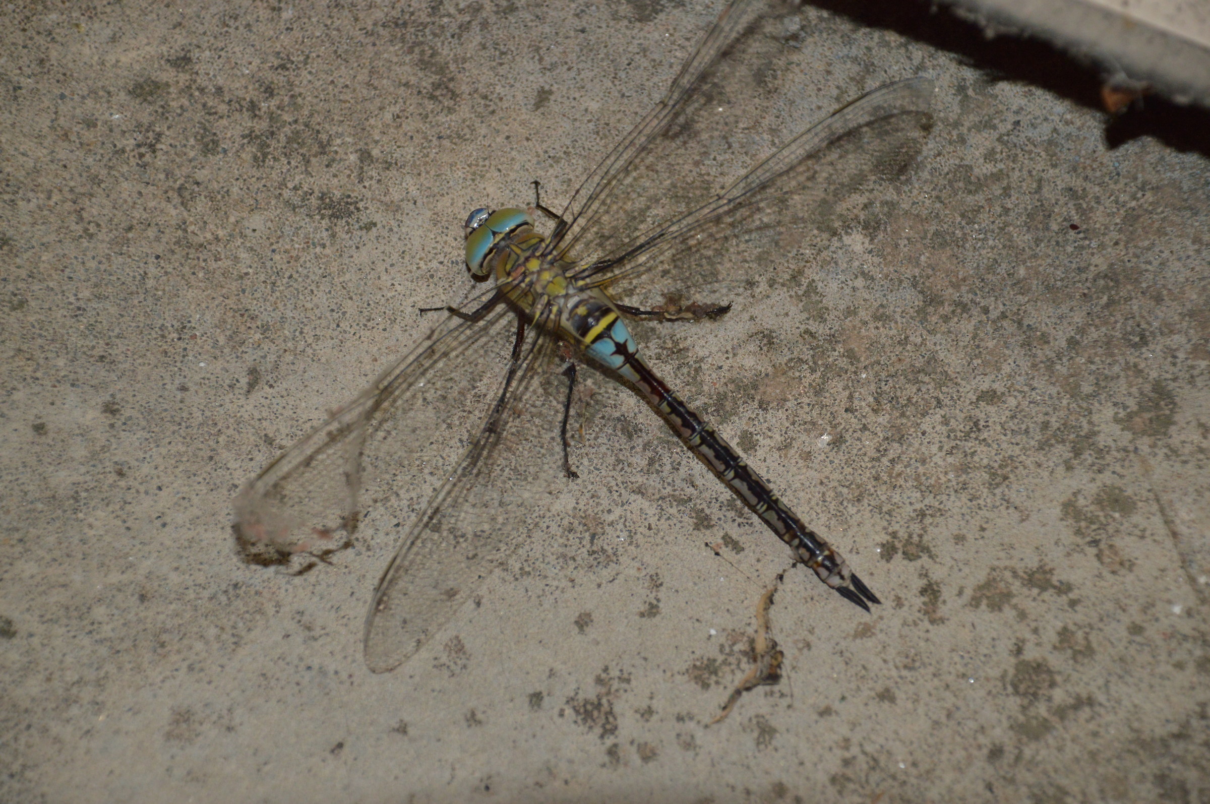 Dragonfly