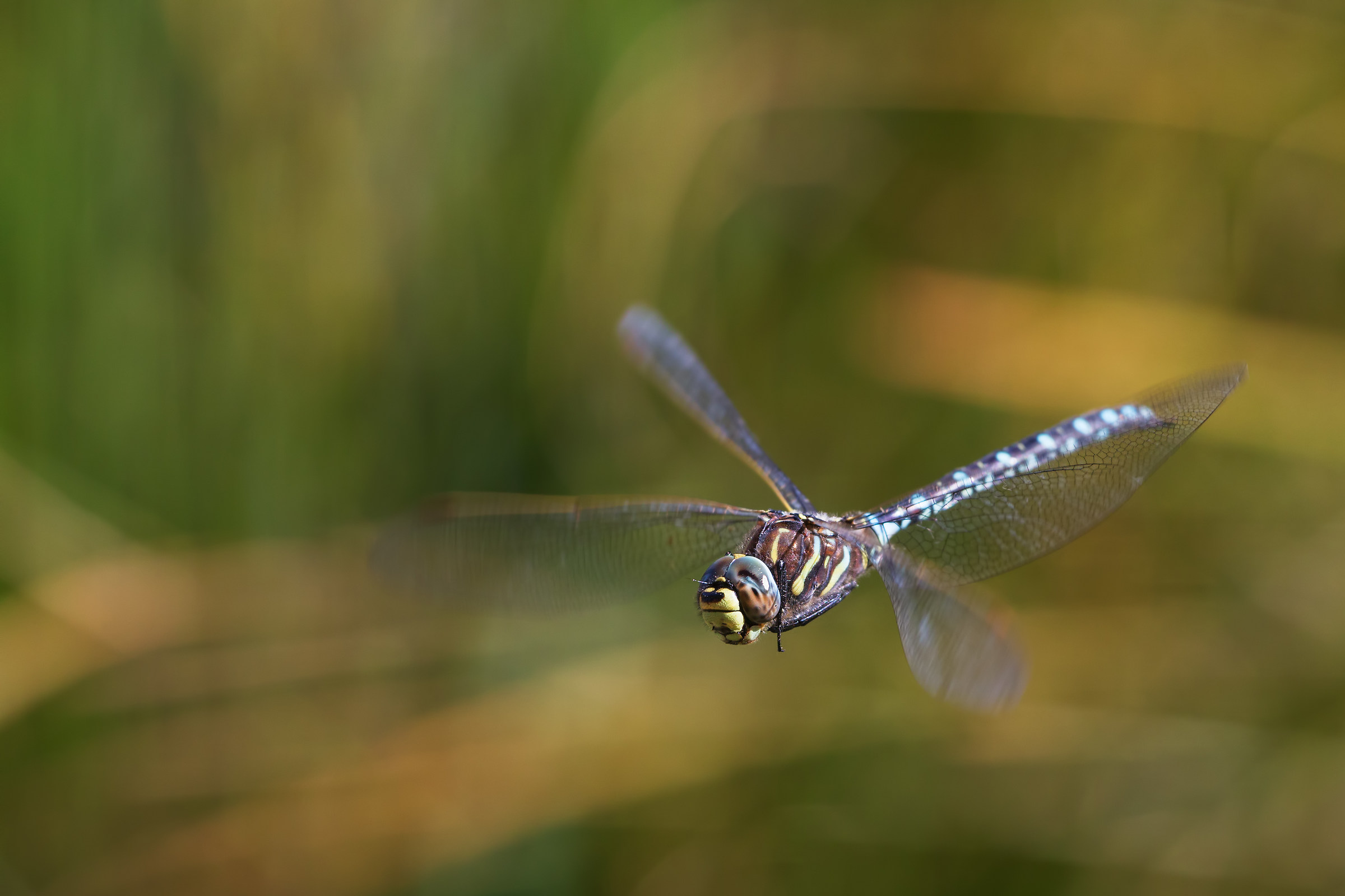 flying dragonfly
