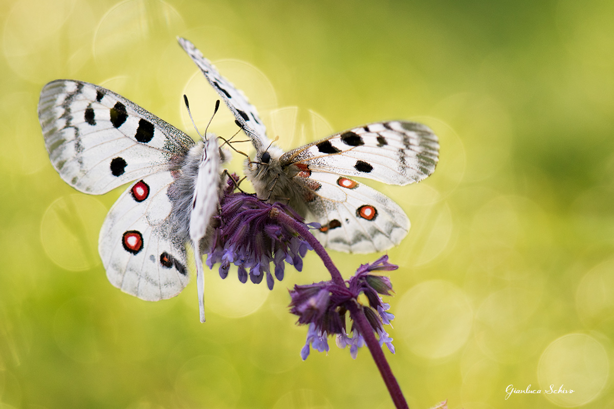 parnassius apollo