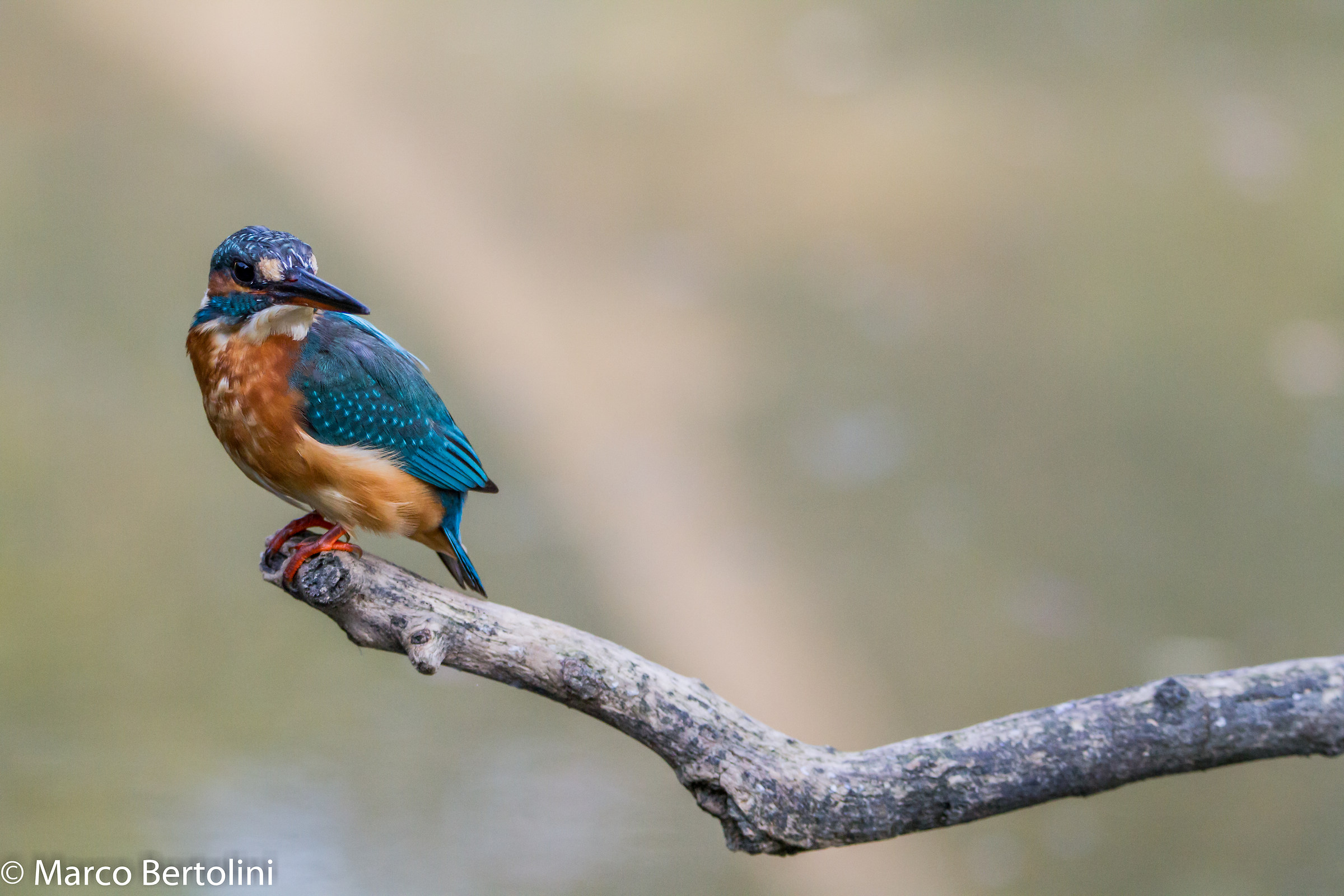 Kingfisher (f)