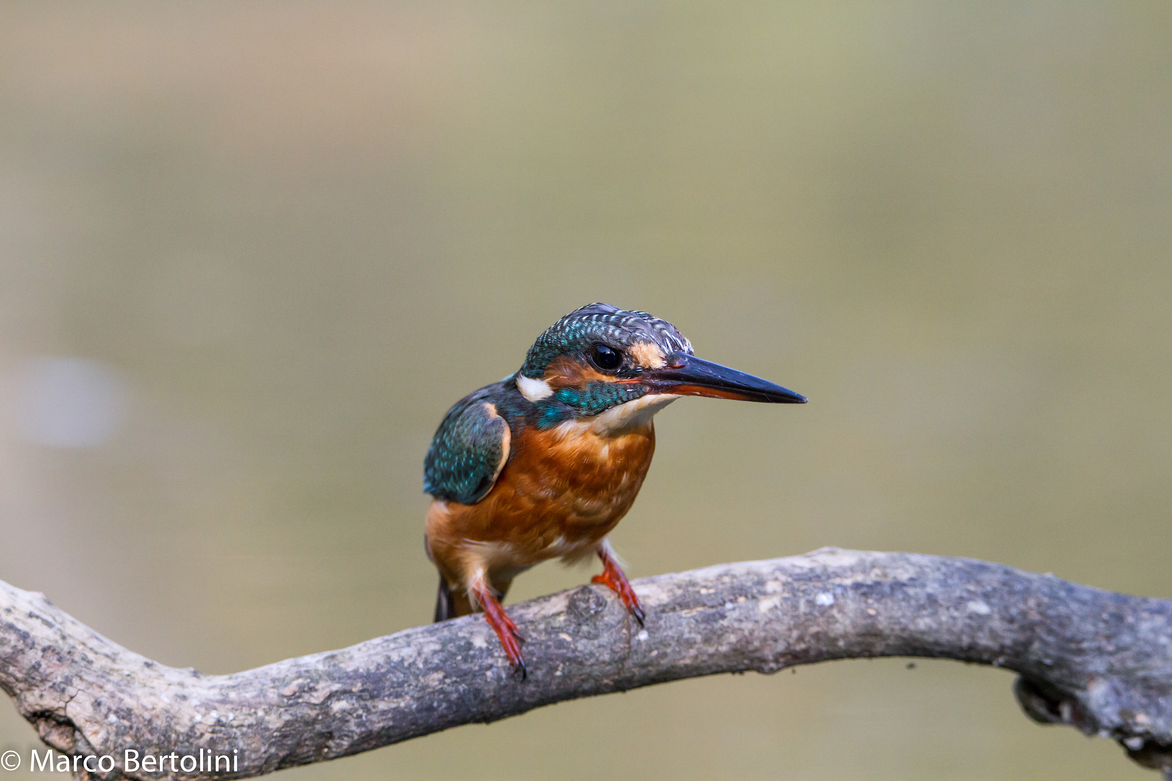 Kingfisher (f) 2