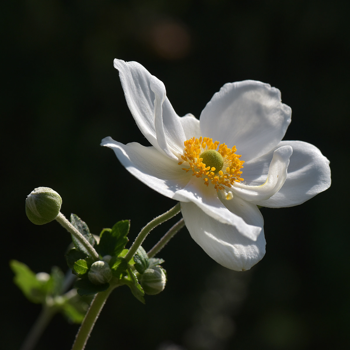 anemone japonica