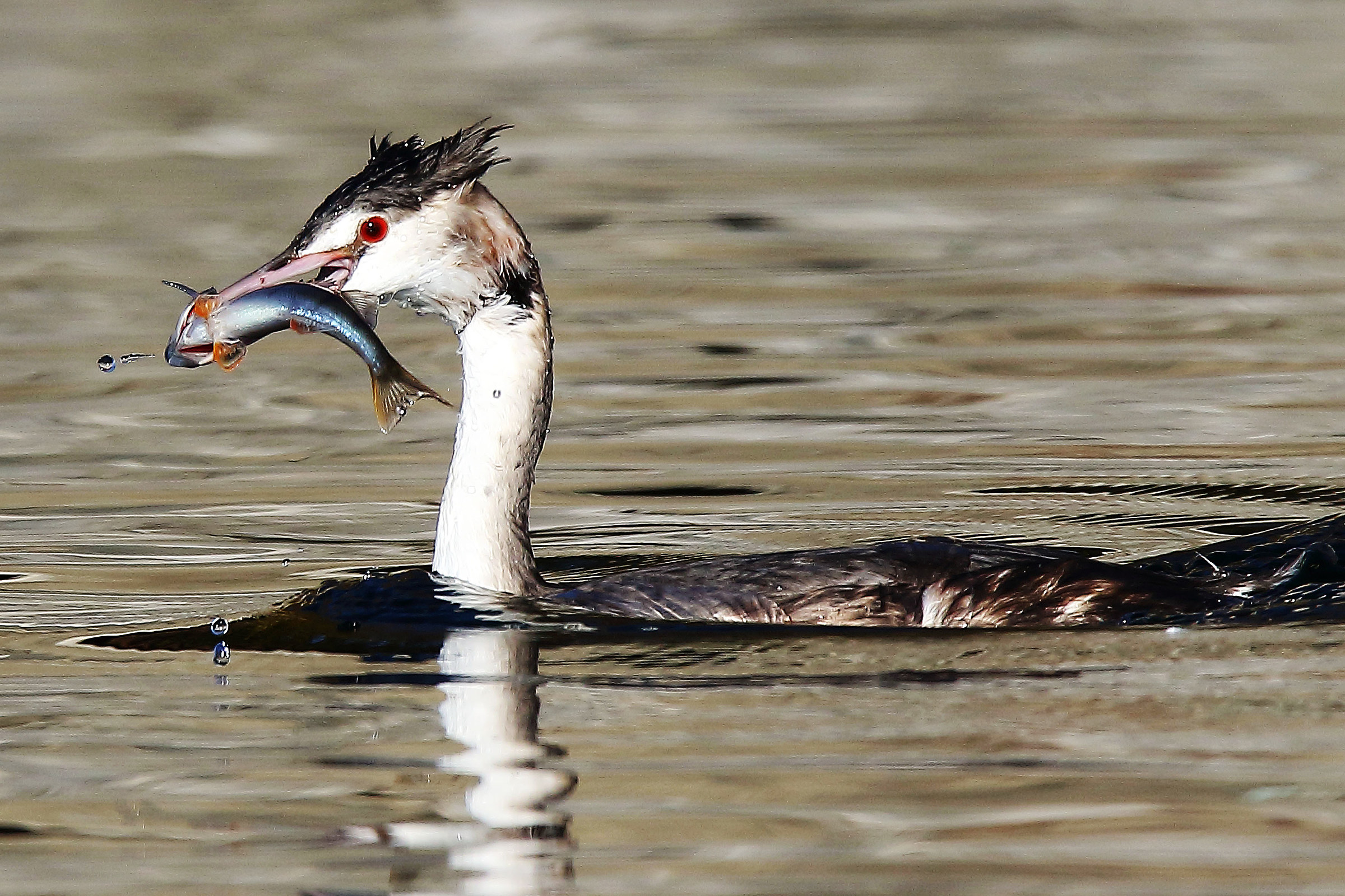 Great crested grebe with prey