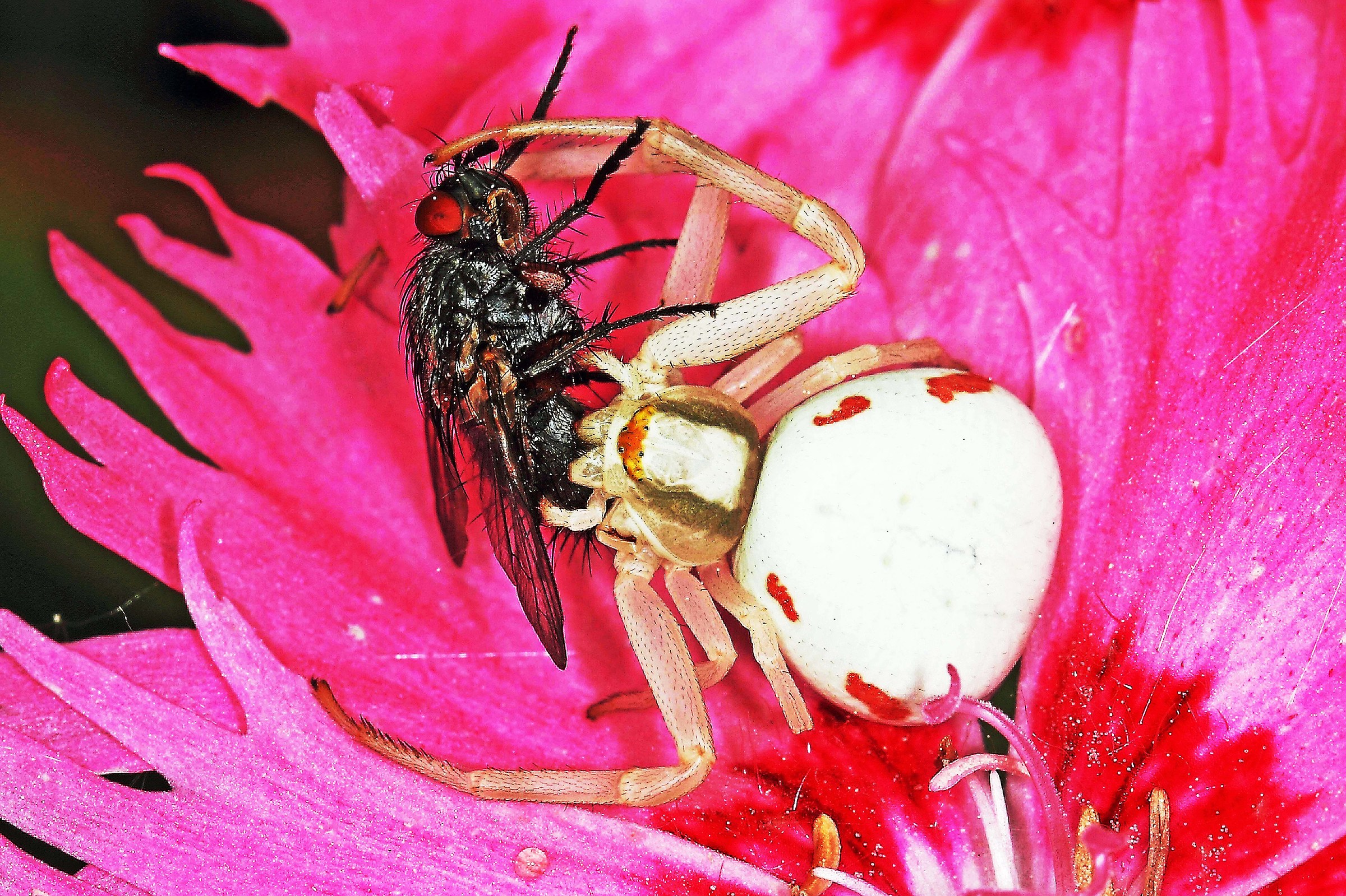 Spider prey to a fly