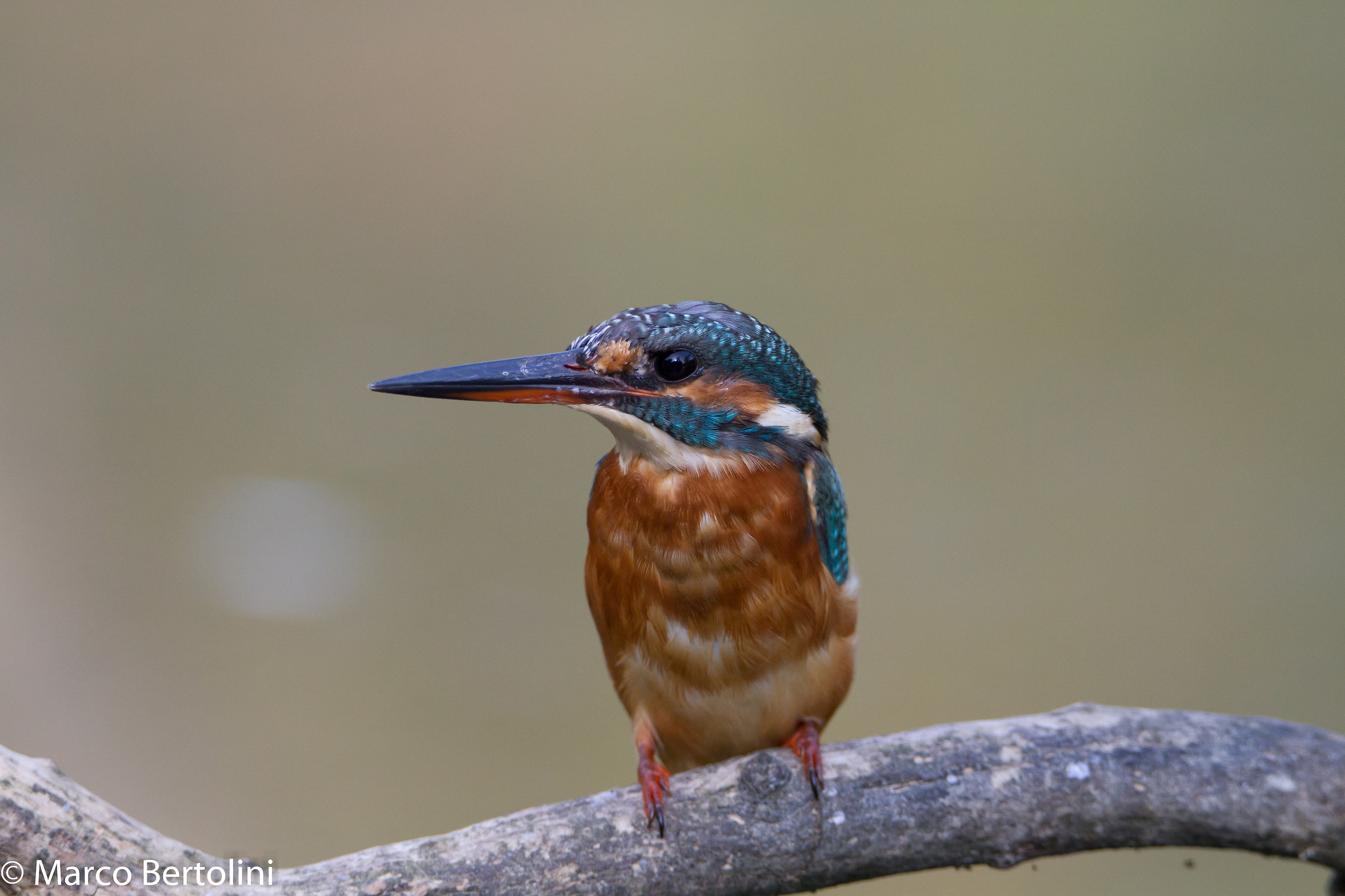 Kingfisher (f)