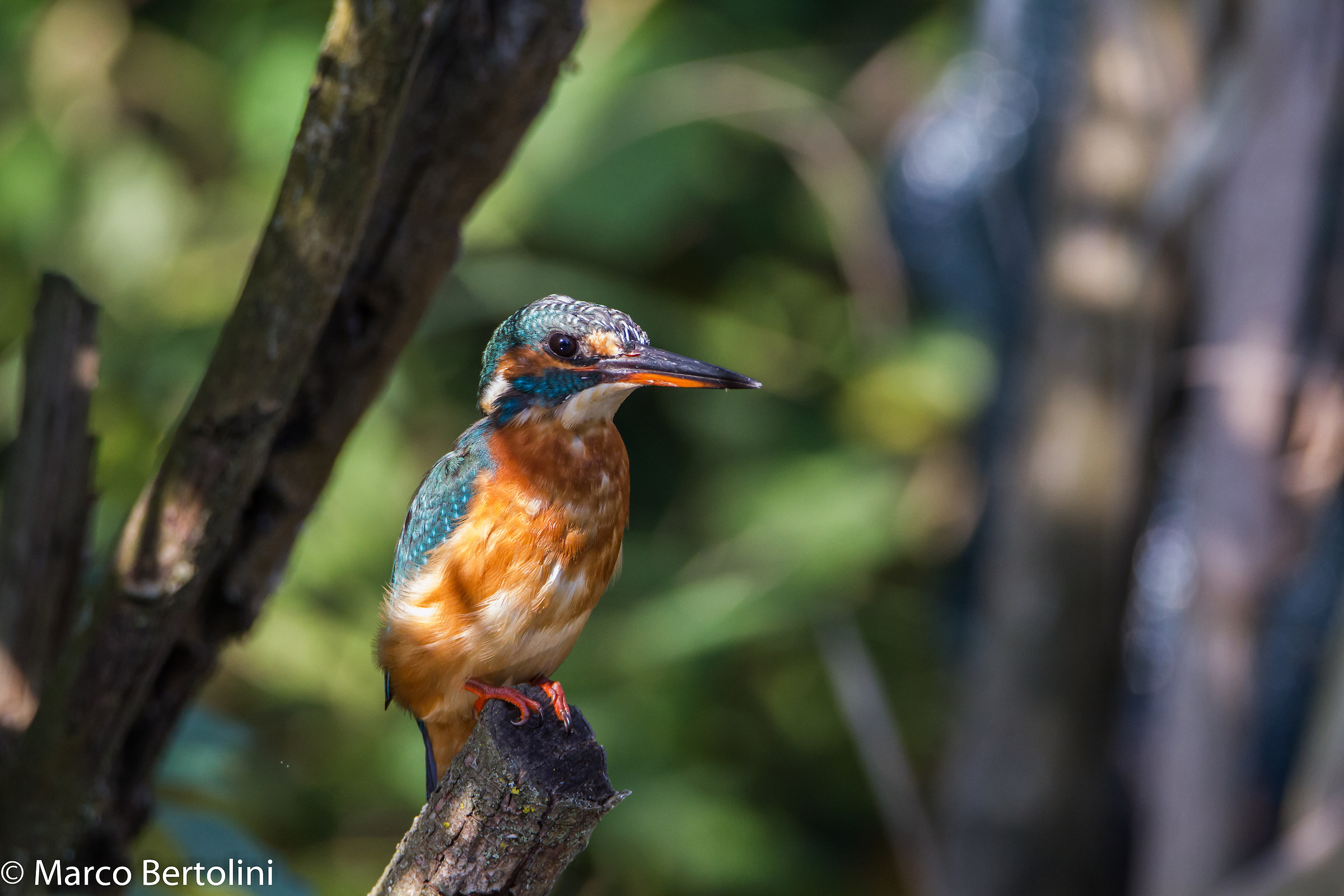 Kingfisher (f)