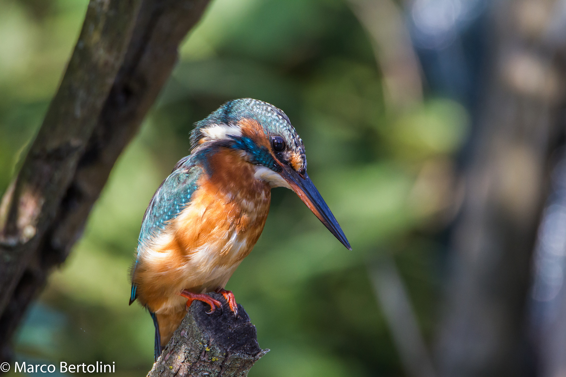 Kingfisher (f)
