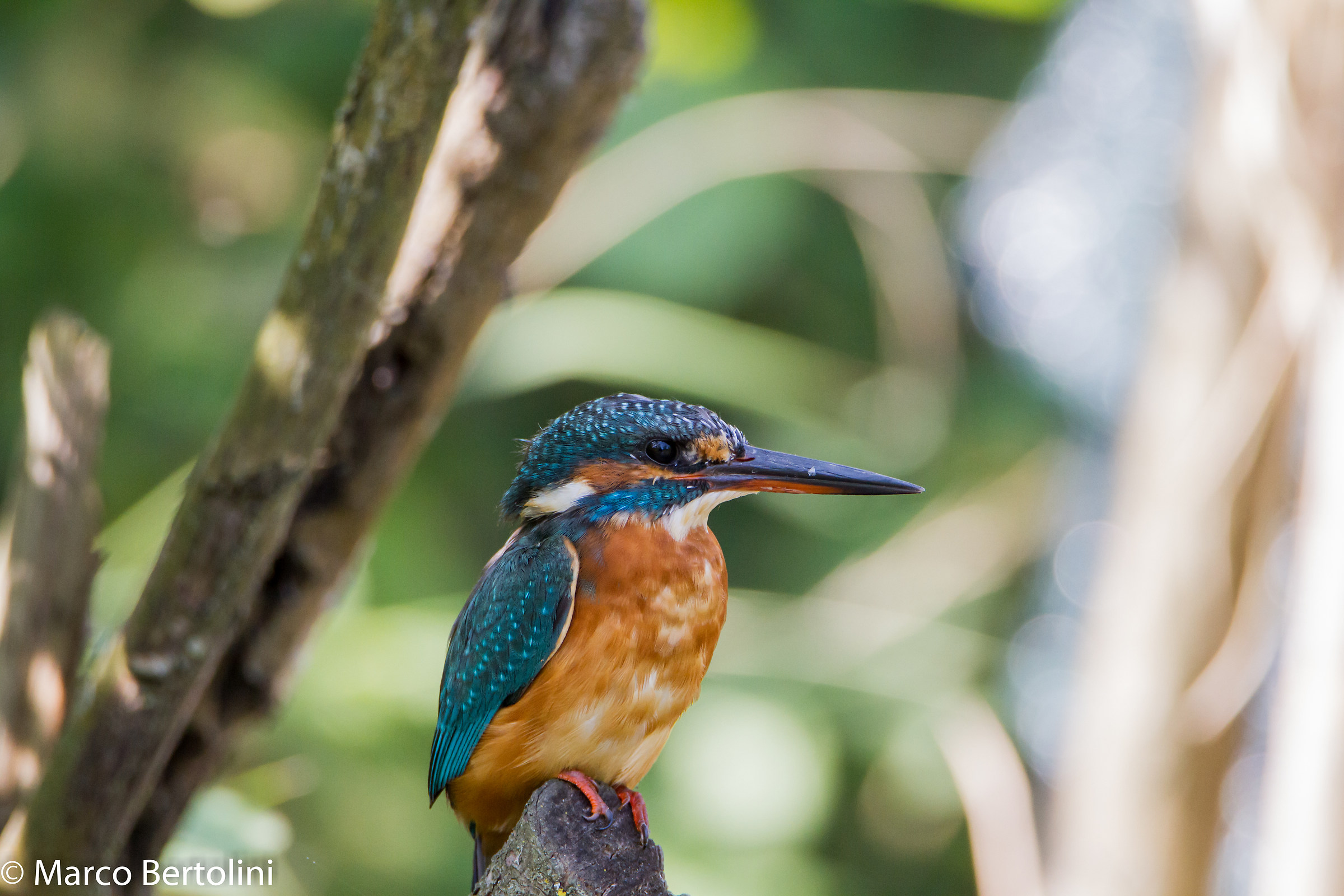 Kingfisher (f)