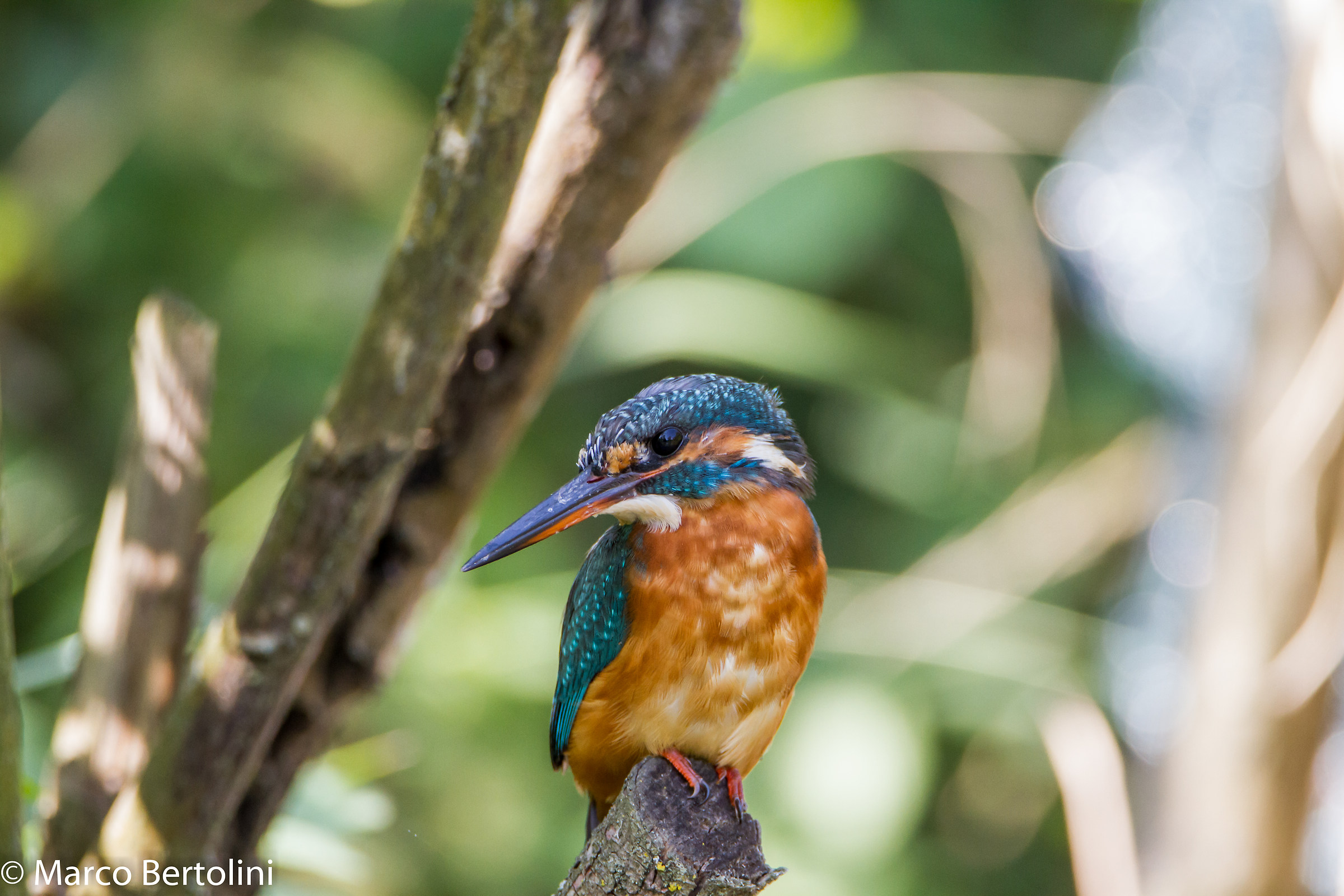 Kingfisher (f)