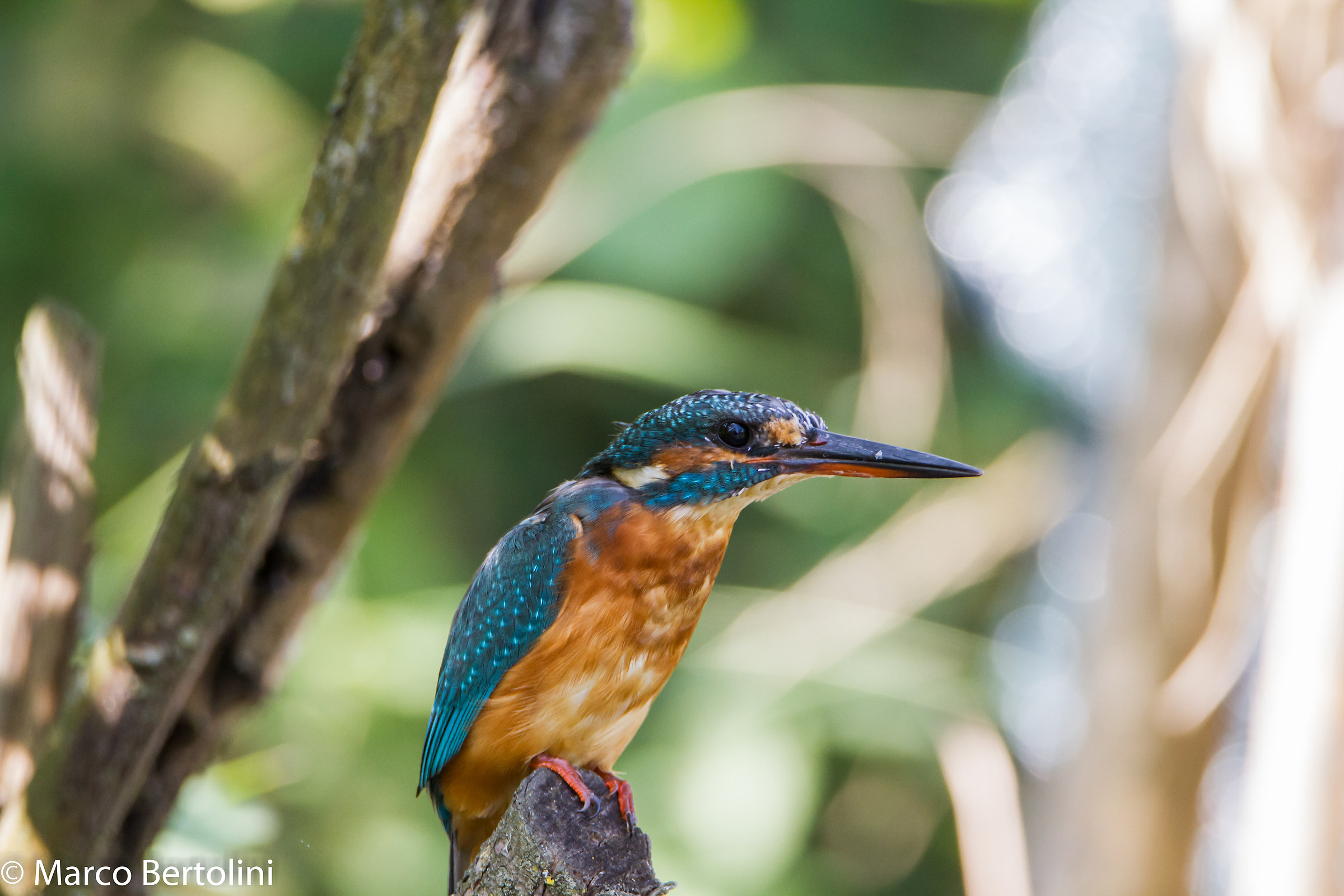 Kingfisher (f)