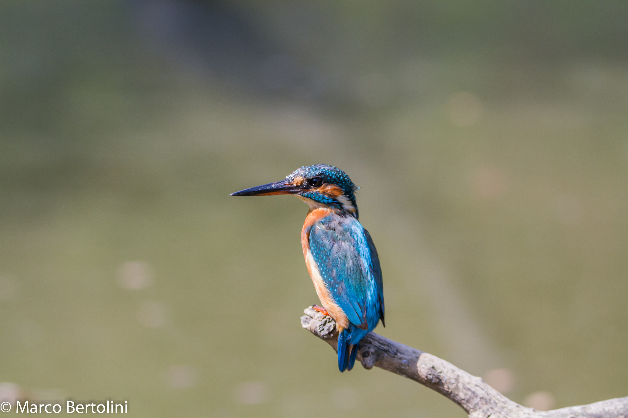 Kingfisher (f)