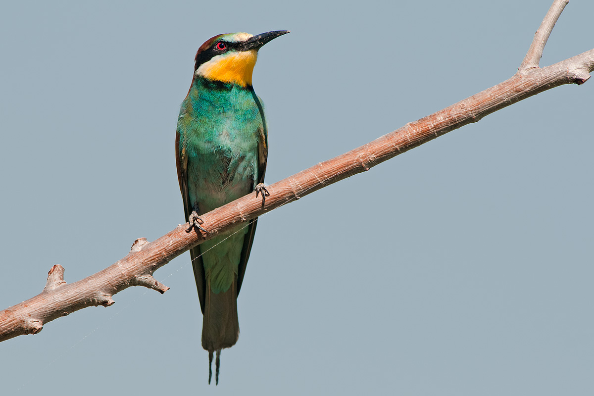bee-eater