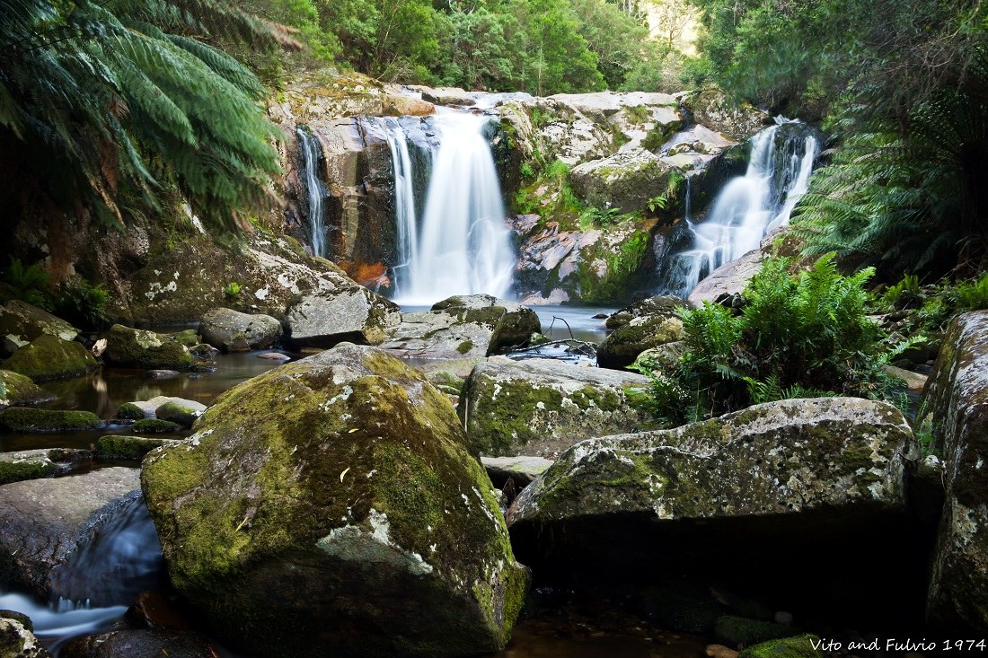 Walking in the Forest