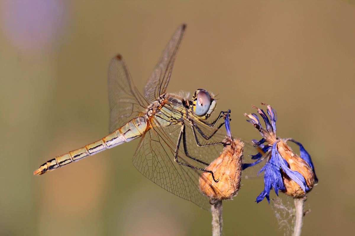 M'ama, not m'ama ...