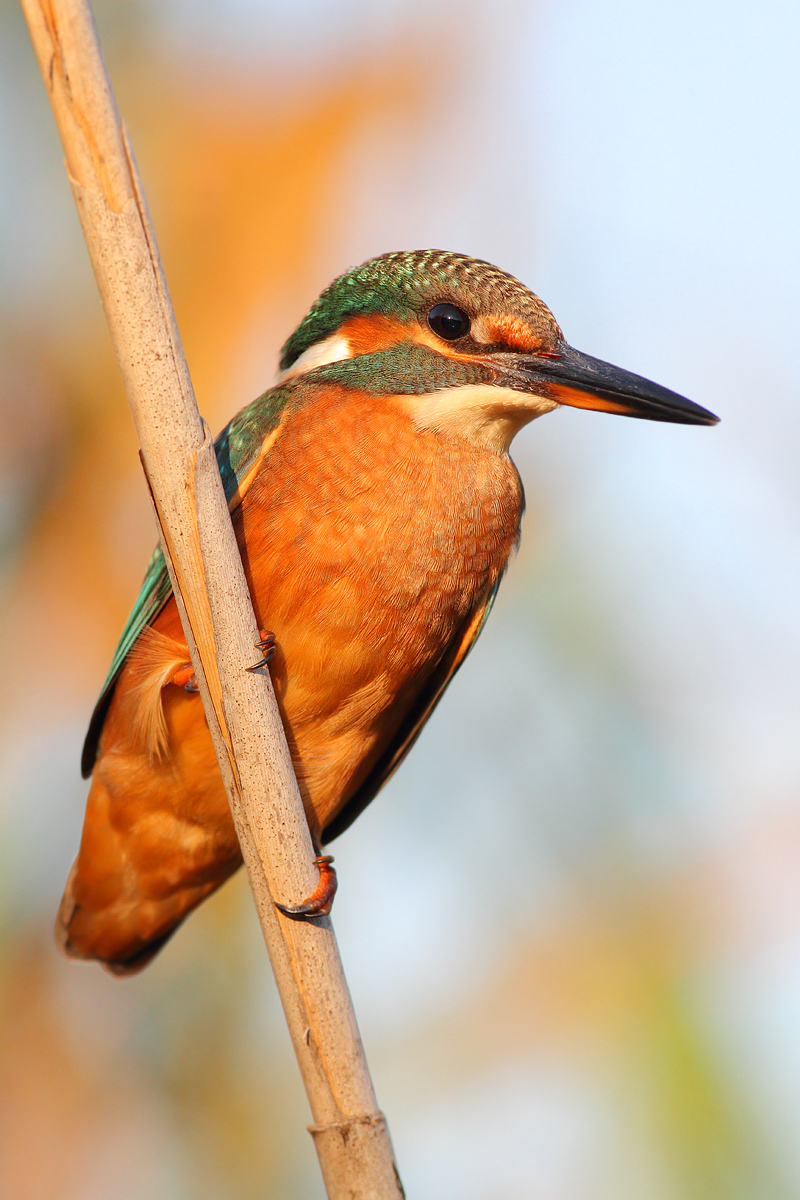 Kingfisher