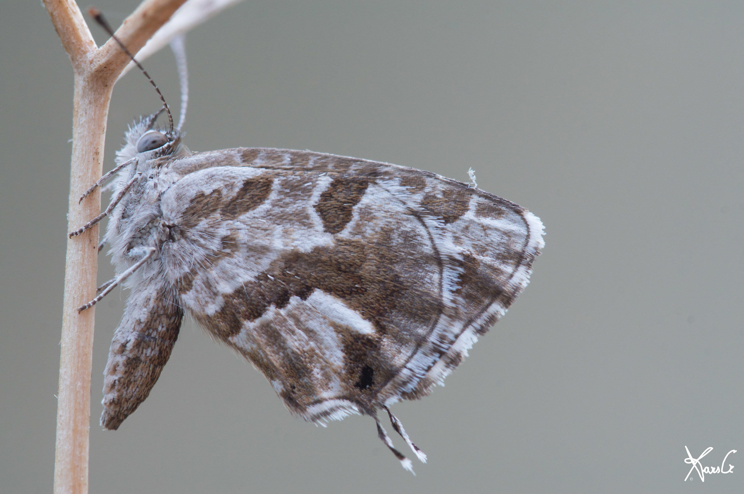 Astromacrofotografia