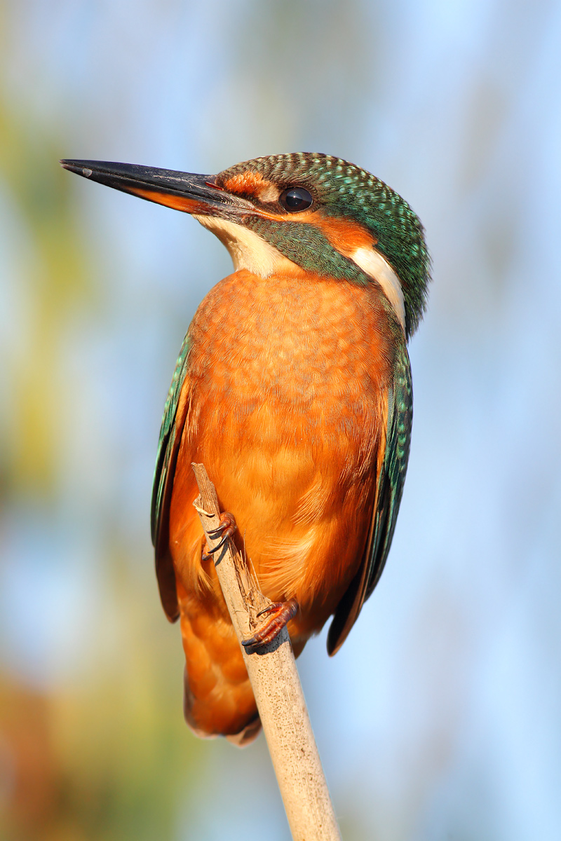 Kingfisher