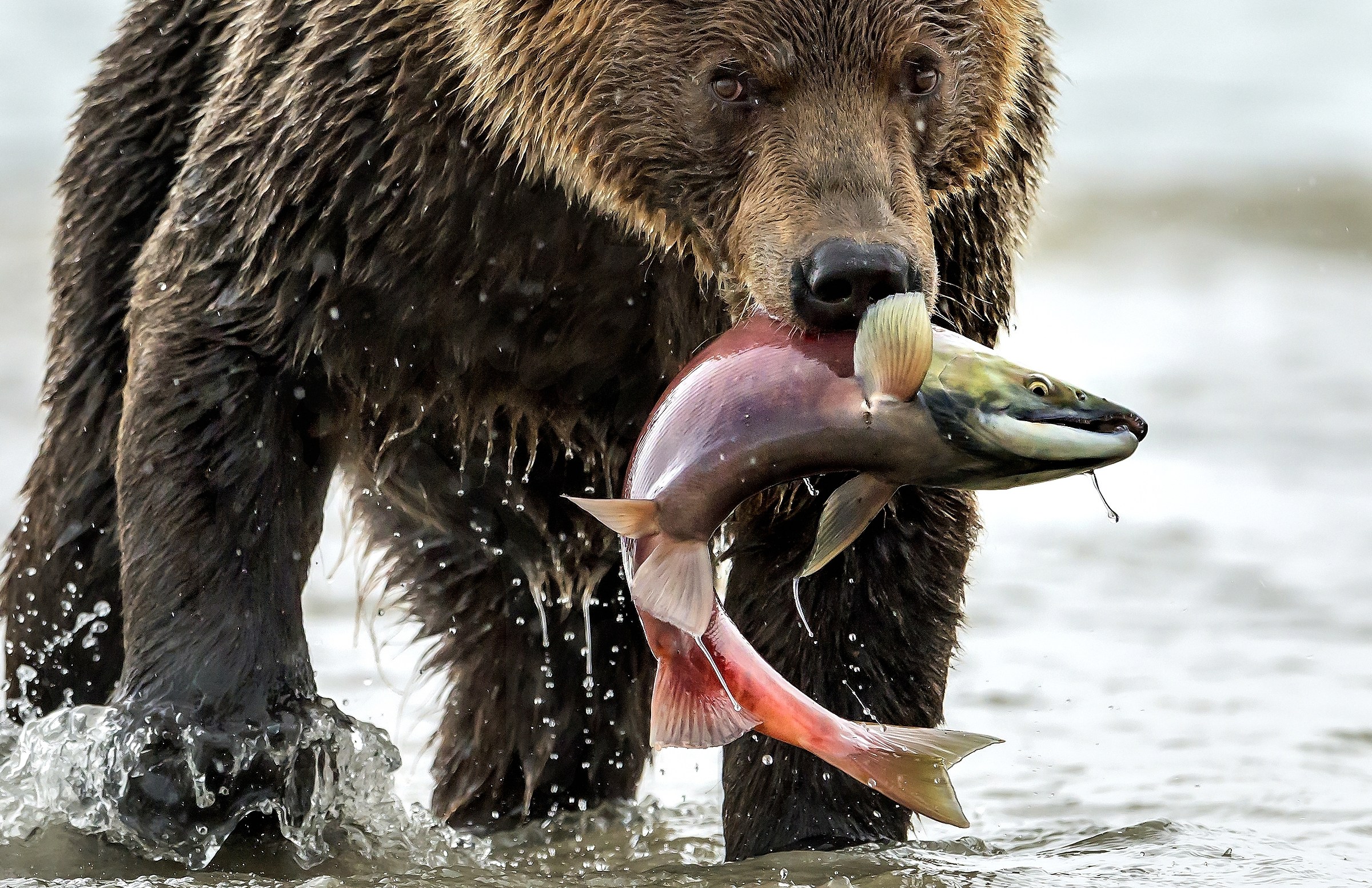 Kamchatka 2016 - Hunt
