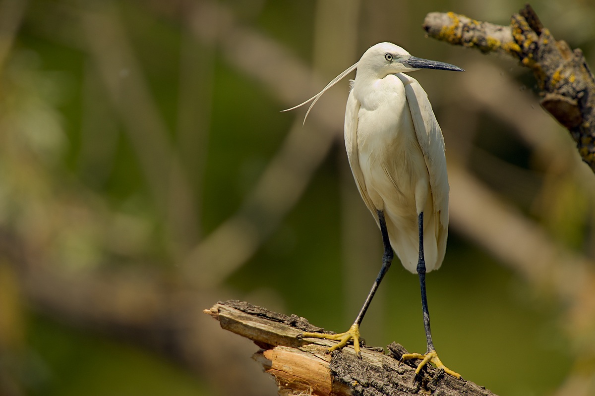 Egret