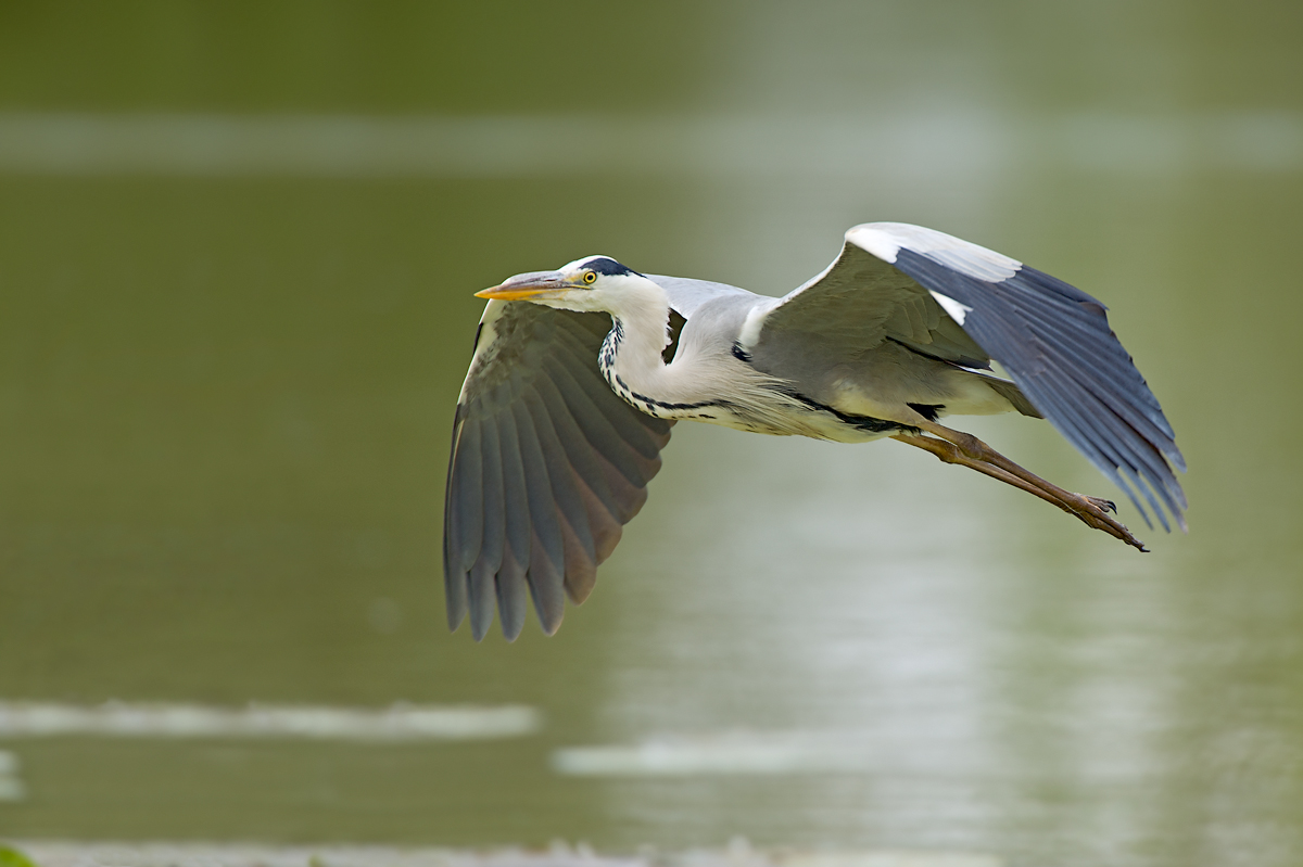 Heron in flight