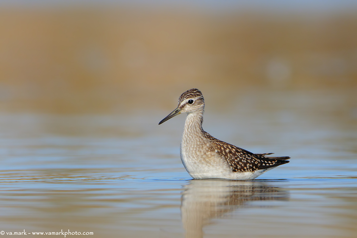 Wood Sandpiper