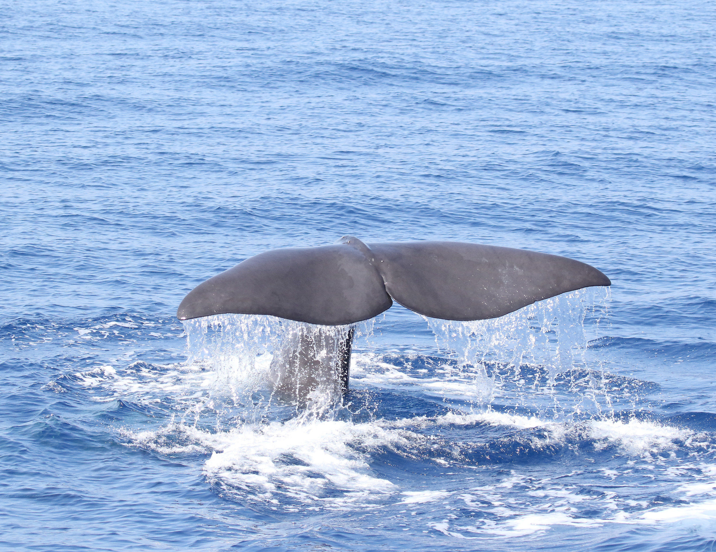 Capodoglio - Santuario cetacei