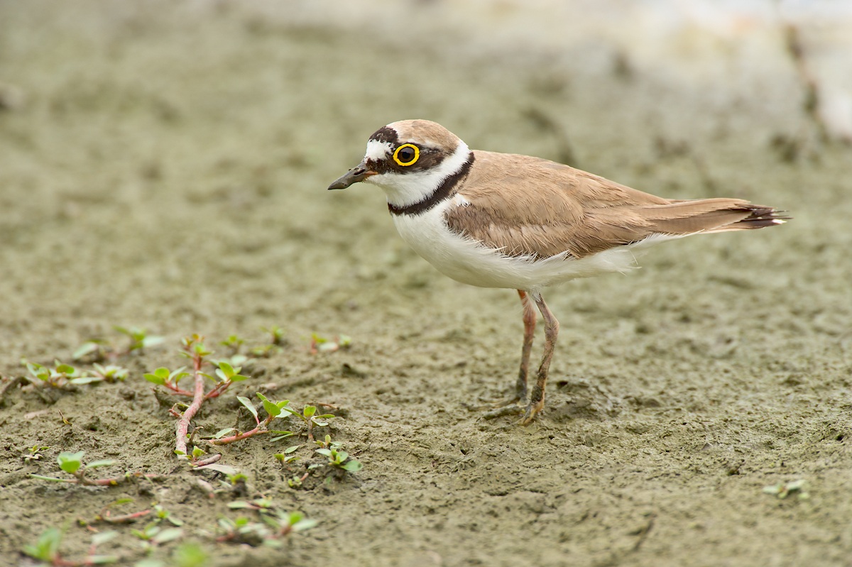 Little Ringed Plover