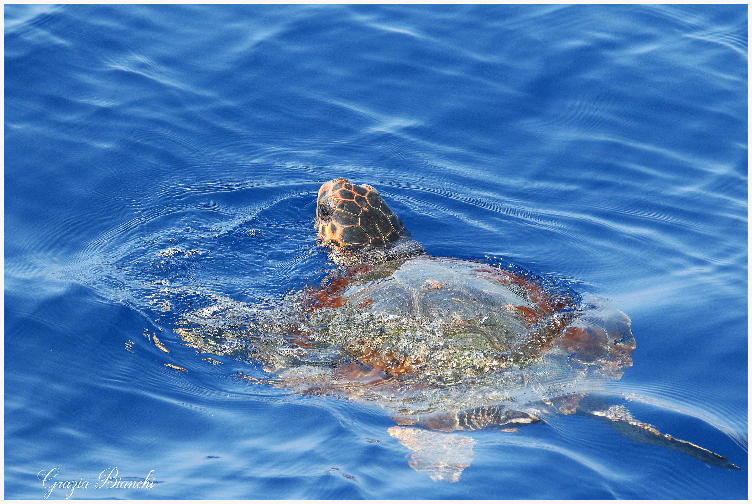 Caretta caretta - Santuario cetacei Liguria