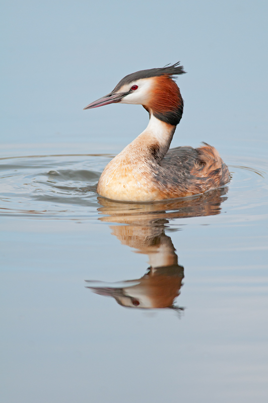 Grebe