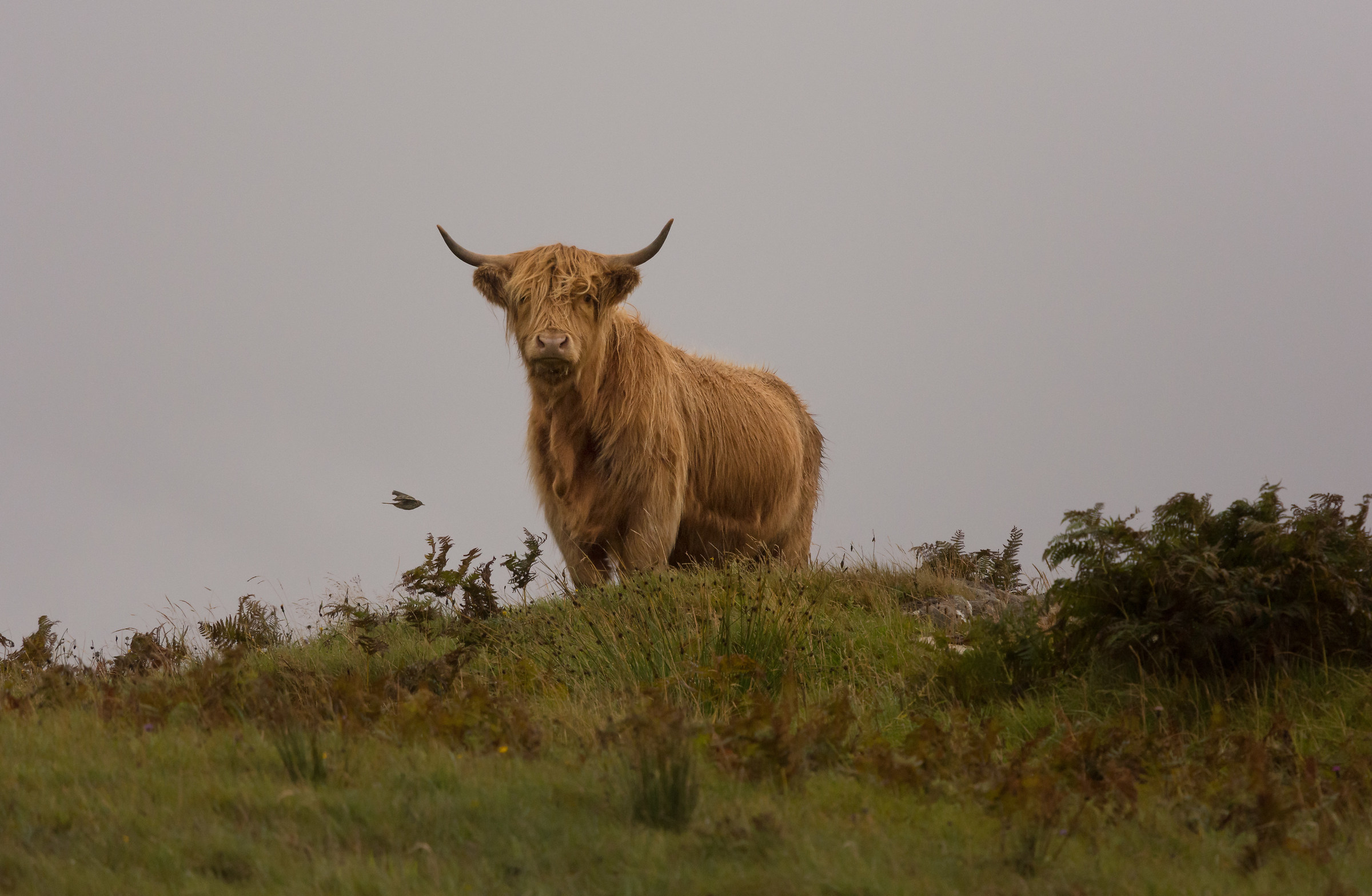 Highland cow