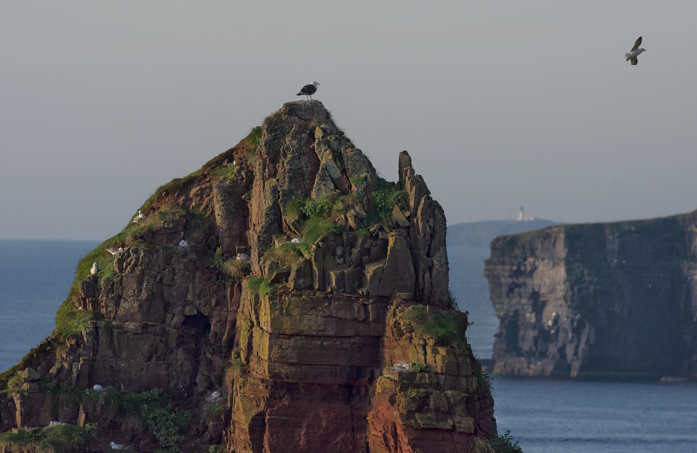 Sea gull colony, Scotland