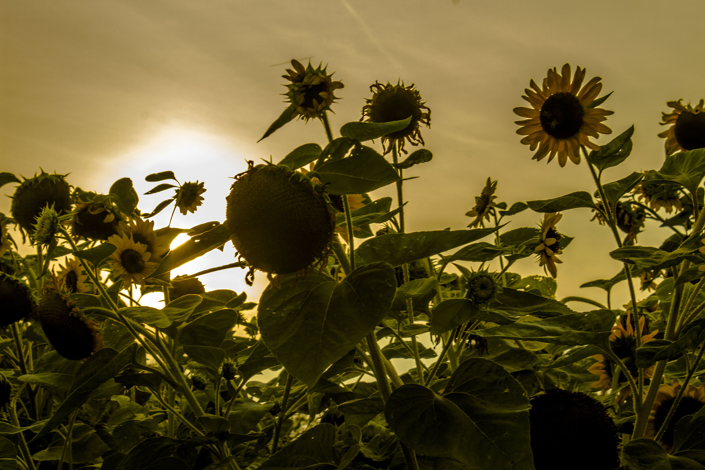 girasoli al tramonto
