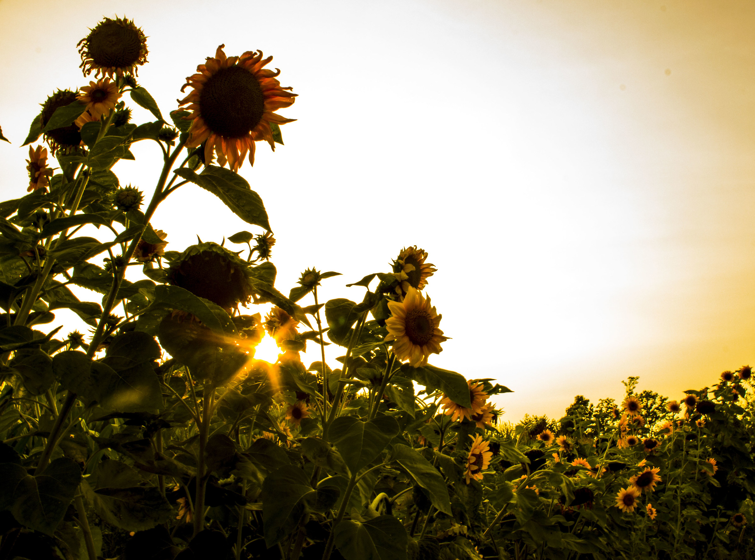tramonto tra i girasoli