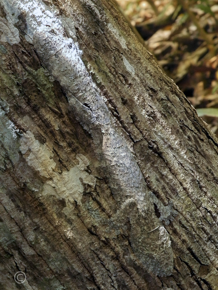 Mimetismo , Geco del Madagascar ( Uroplates Henkeli )