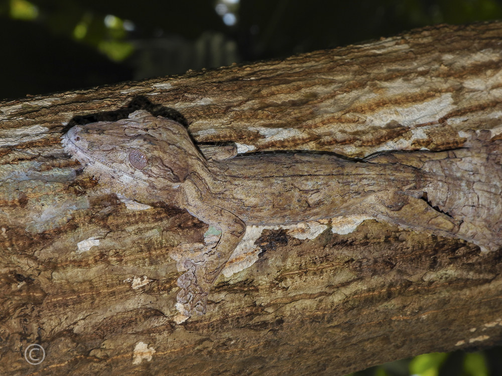 Uroplates Henkeli sorpreso.