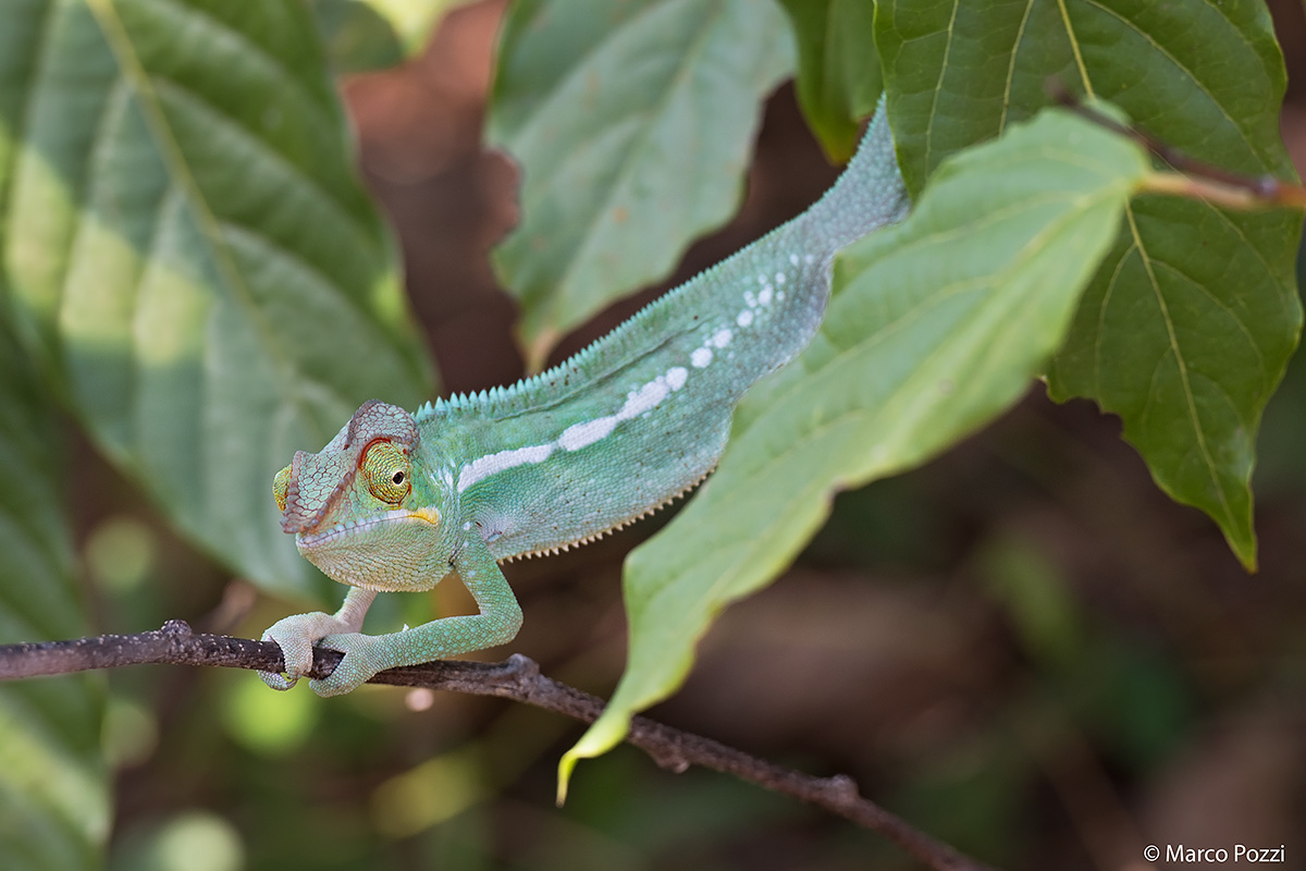 Young Chameleon