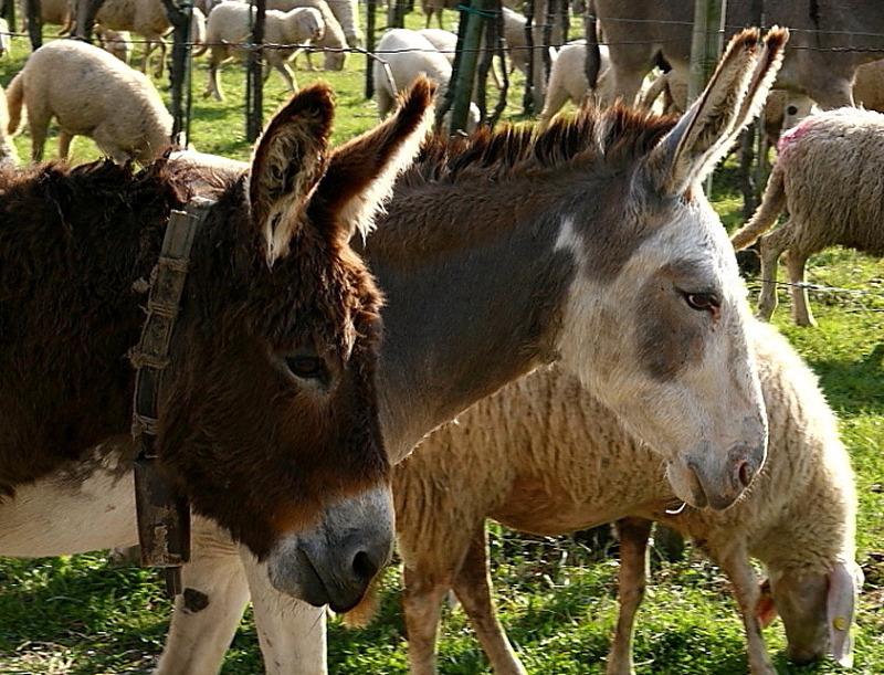 Donkeys