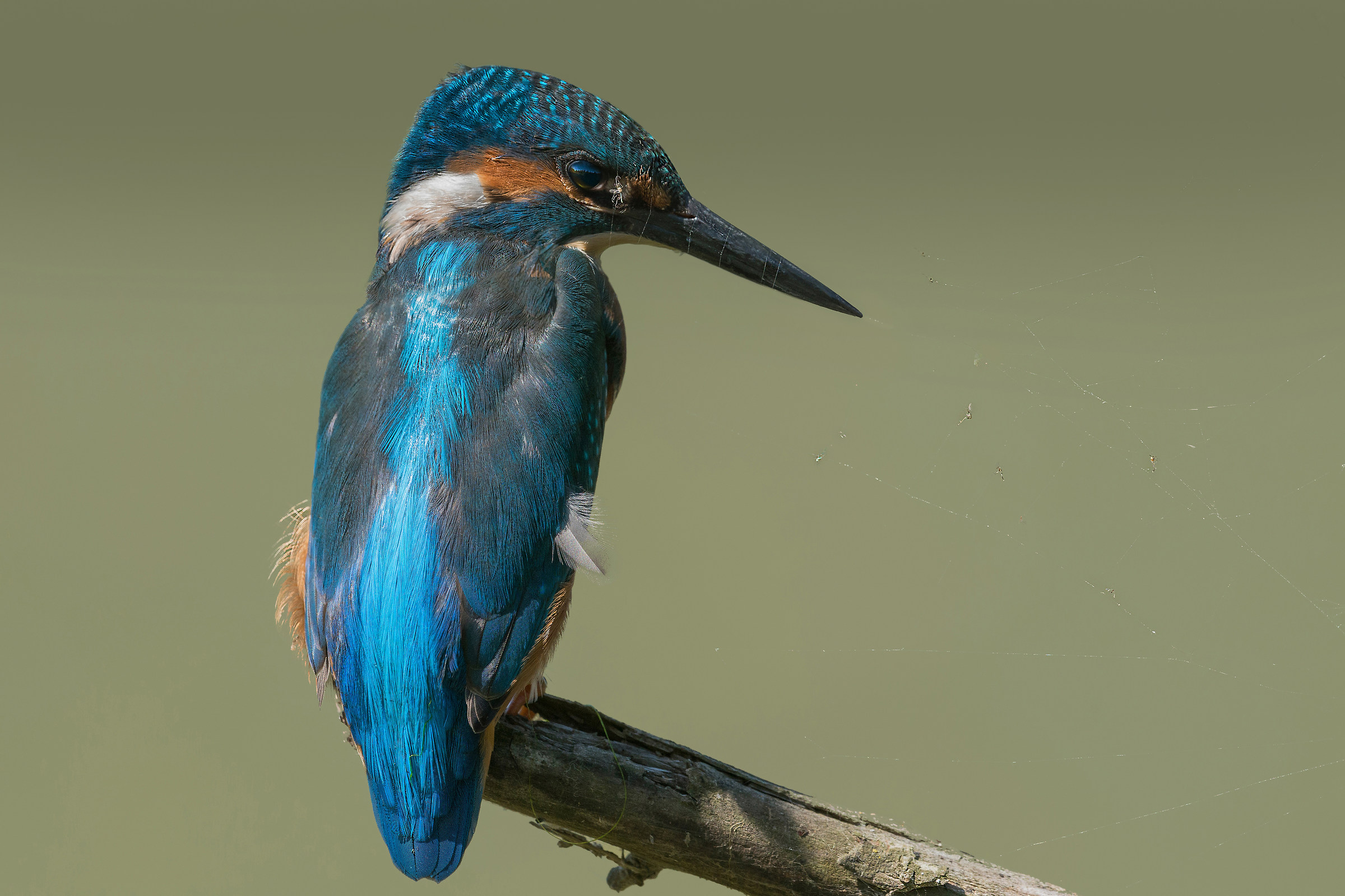 impigliato nella ragnatela