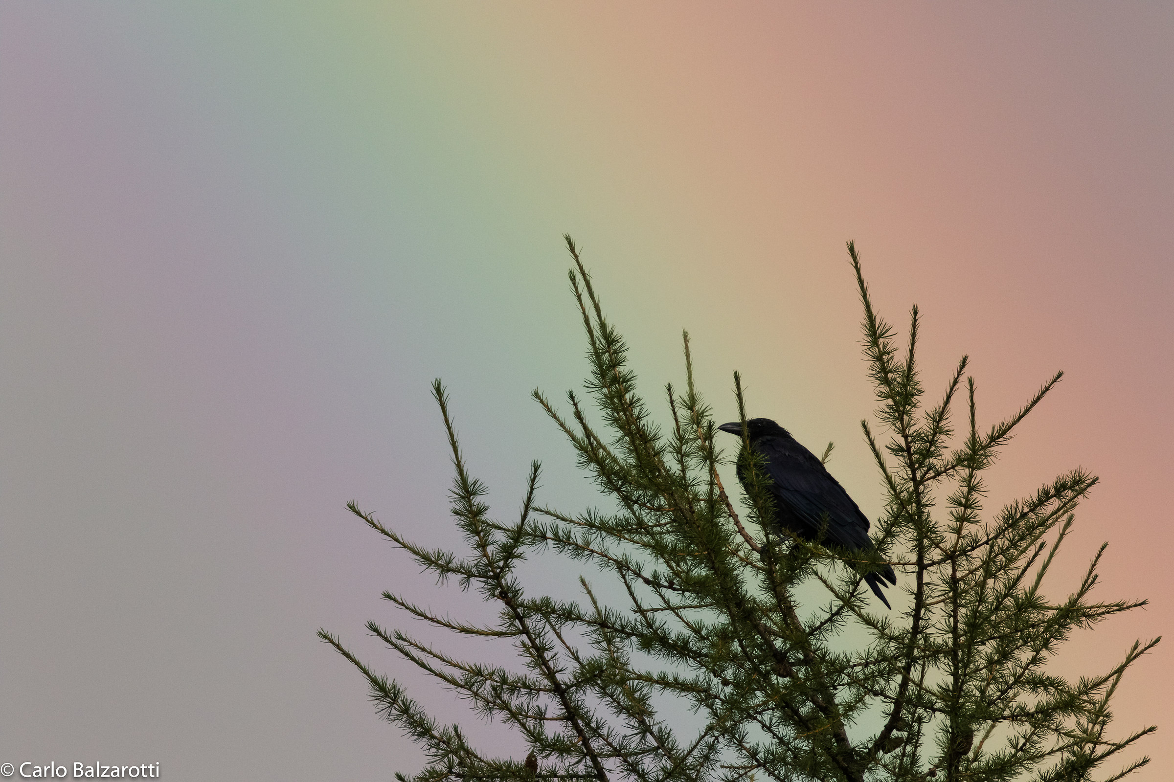 Crow on rainbow