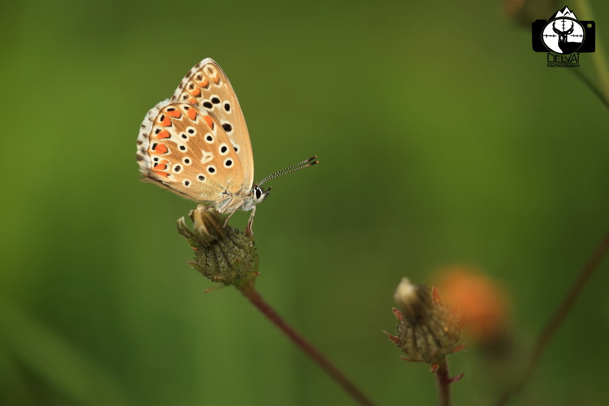 Polyommatus thersites   femmina