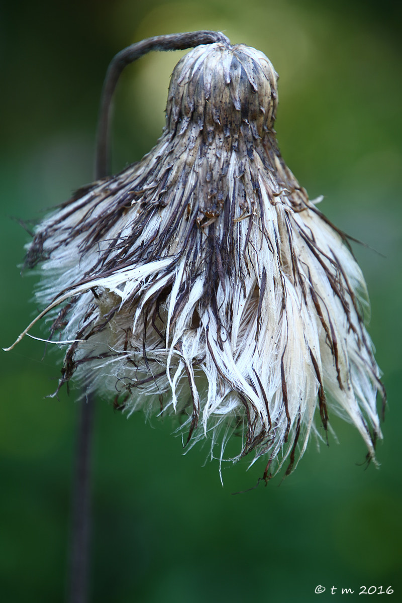 sharp thistle