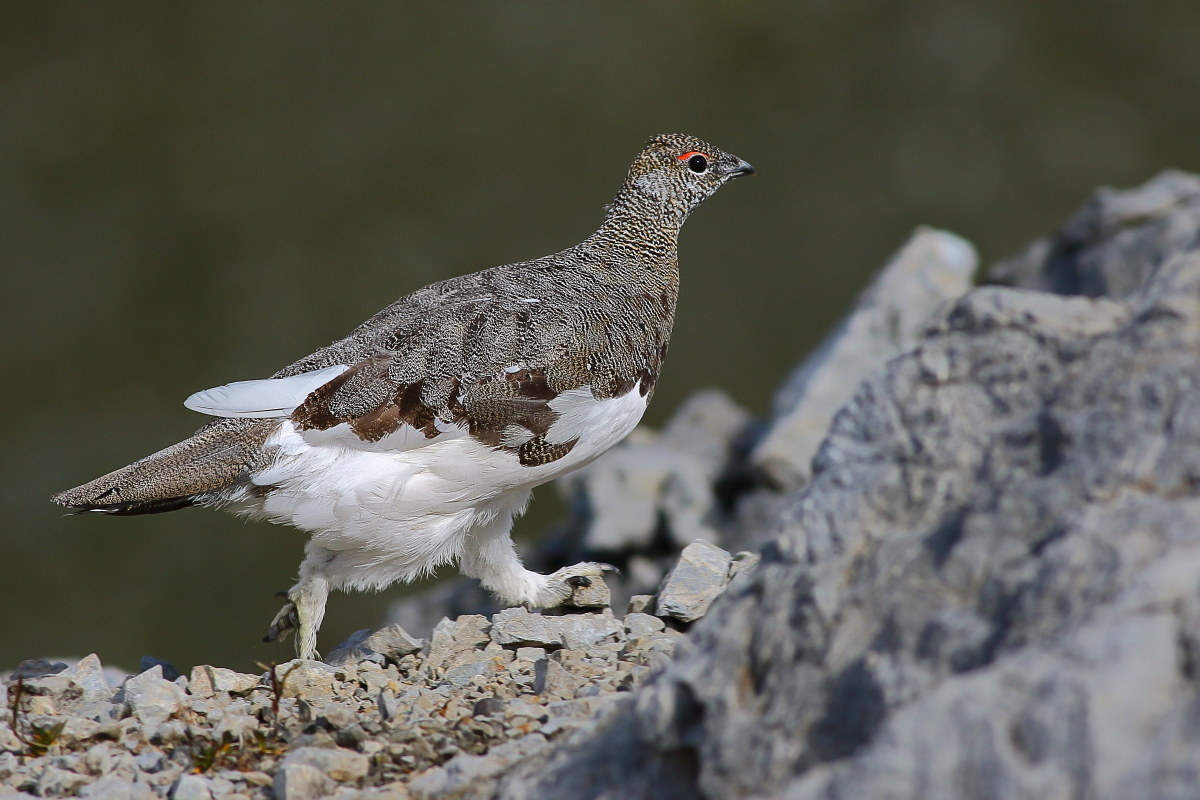 Ptarmigan