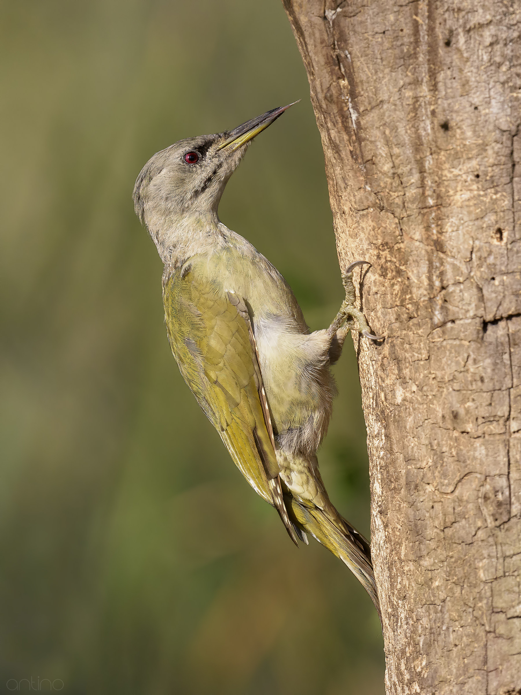 Female Grey-headed Woodpecker
