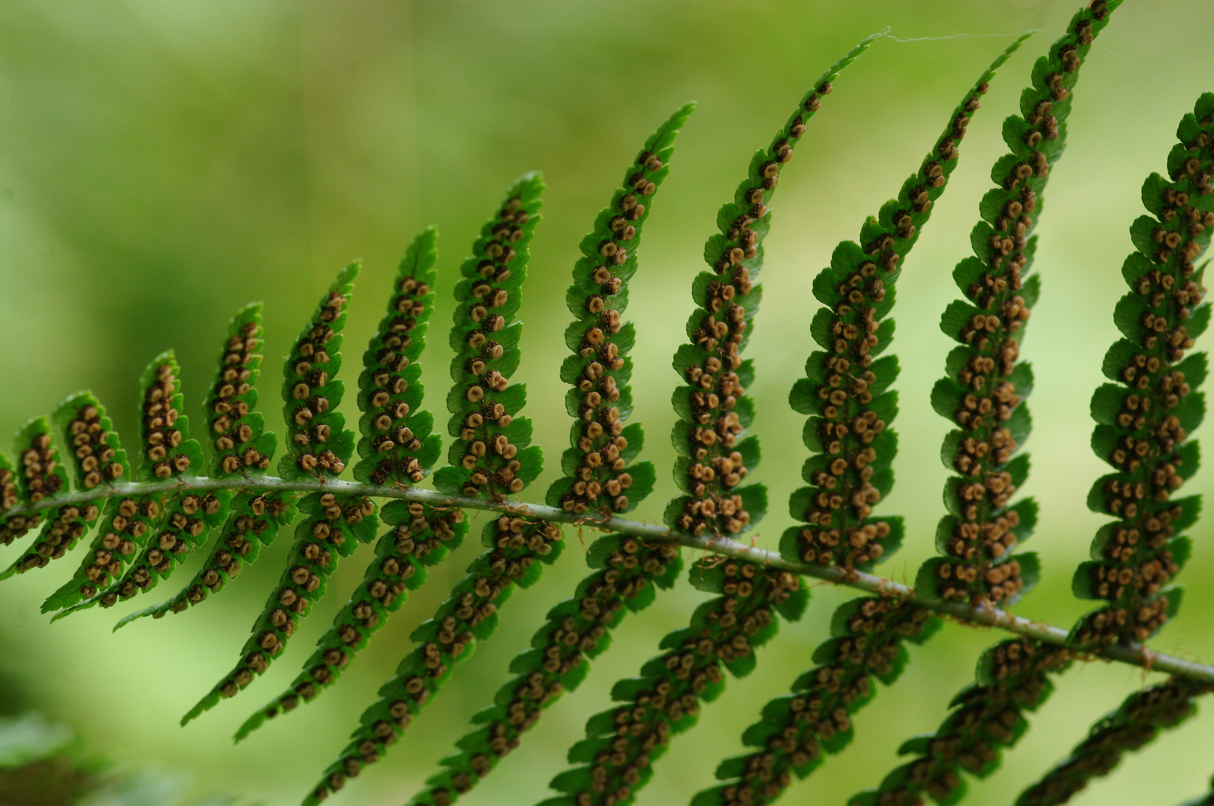 Fern with sporangia