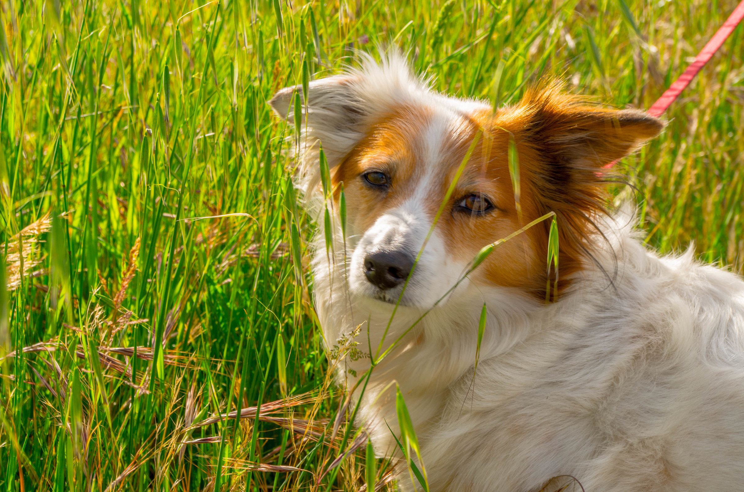 The little dog Flora