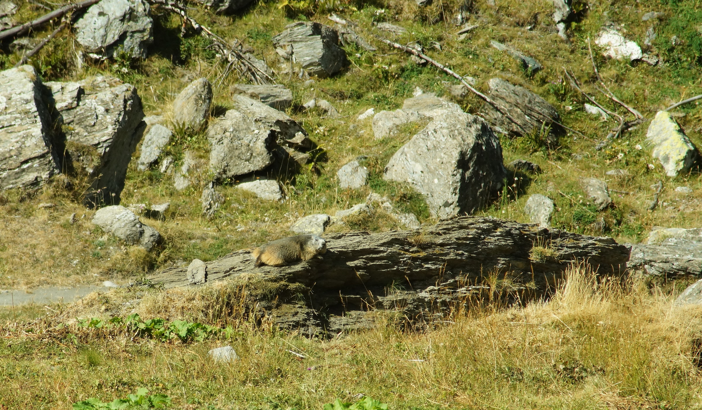 Marmotta