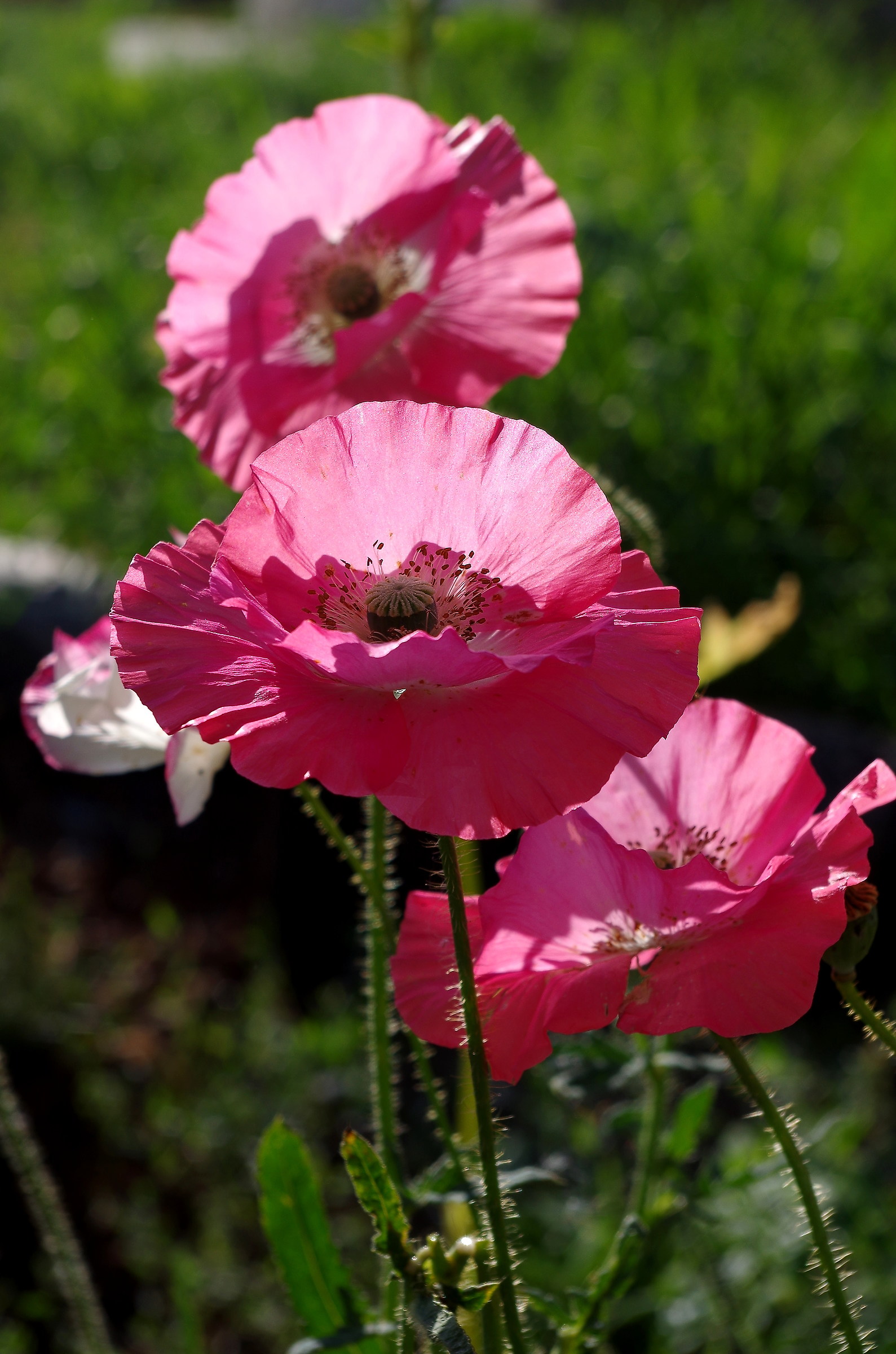 pink poppies
