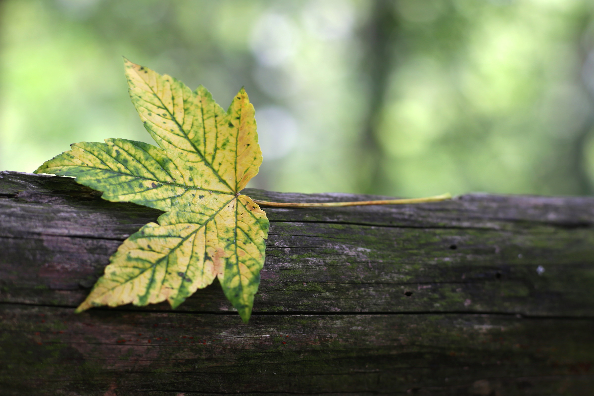 L'autunno alle porte